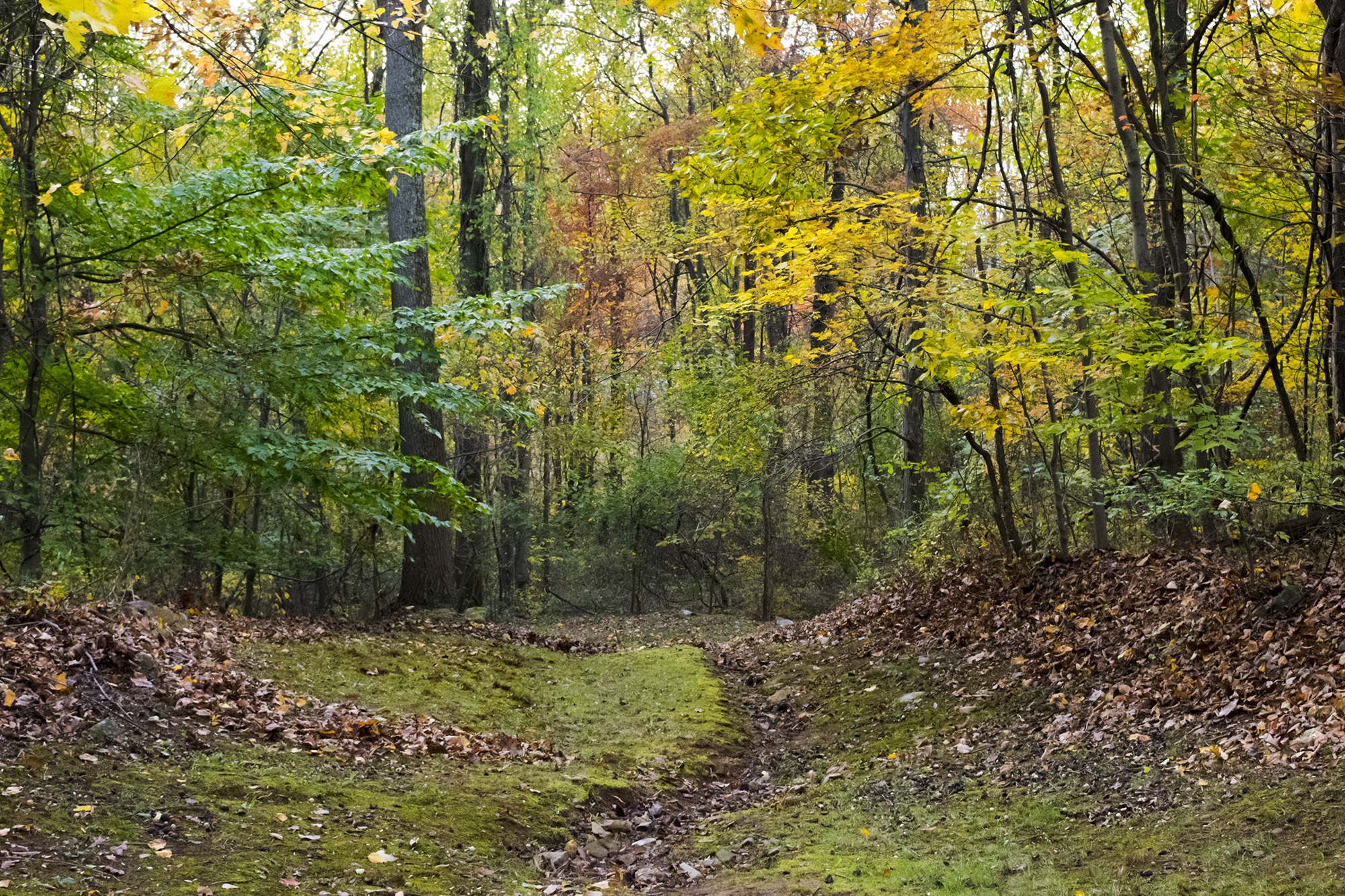 Autumn Forest Photograph